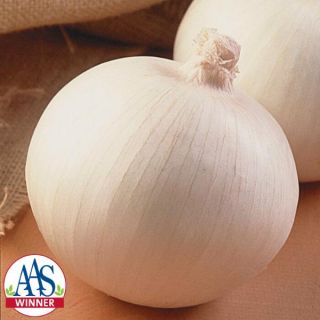Super Star Onion Thumbnail